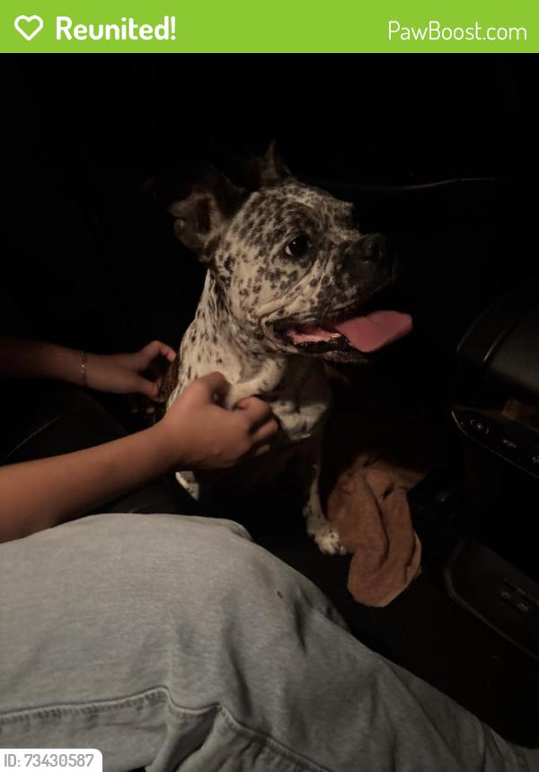 Reunited Female Dog last seen Cypressdale Dr, Texas, USA, Harris County, TX 77388