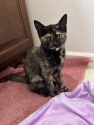 Reunited Female Cat last seen Carlton Place, Santee, CA 92071