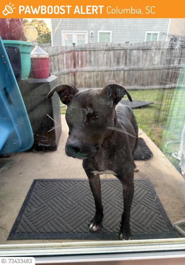 Found/Stray Female Dog last seen Hazelwood lane, Columbia, SC 29209