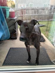 Found/Stray Female Dog last seen Hazelwood lane, Columbia, SC 29209