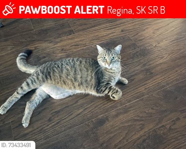 Lost Female Cat last seen Smith st North., Regina, SK S4R 3B6