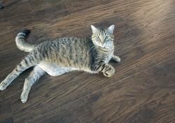 Lost Female Cat last seen Smith st North., Regina, SK S4R 3B6