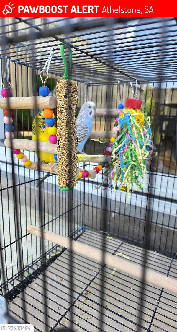 Lost Male Bird last seen ATHELSTONE, Athelstone, SA 5076