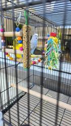 Lost Male Bird last seen ATHELSTONE, Athelstone, SA 5076