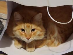Lost Male Cat last seen Brookside Lane West Freeman Road, East Central Franklin, ME 04983