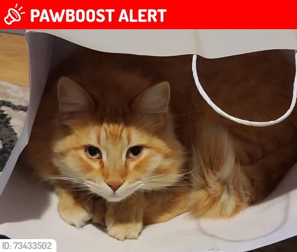Lost Male Cat last seen Brookside Lane West Freeman Road, East Central Franklin, ME 04983