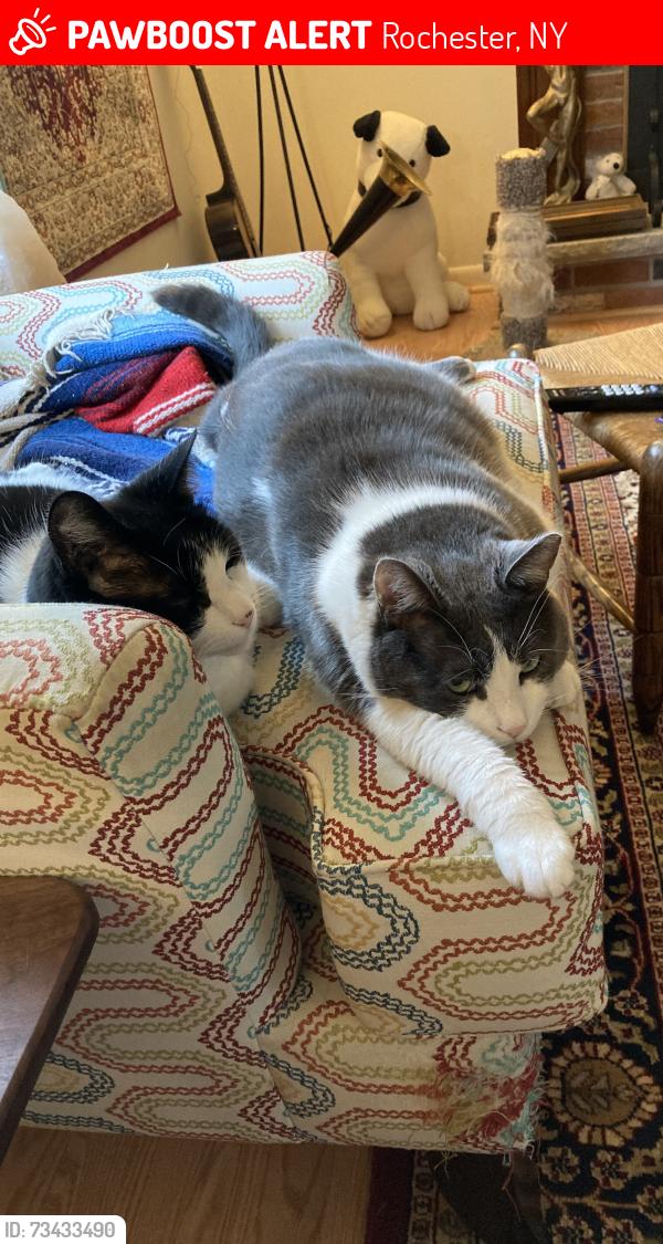 Lost Male Cat last seen Mt Reed blvd, Rochester, NY 14616