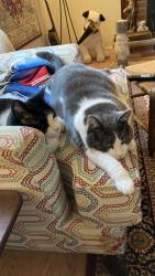 Lost Male Cat last seen Mt Reed blvd, Rochester, NY 14616