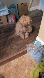 Reunited Female Dog last seen Elk Grove, Elk Grove, CA 95757