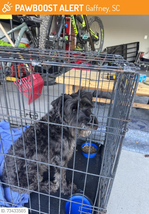 Found/Stray Male Dog last seen 10th street/ Bonner lake rd, Gaffney, SC 29340