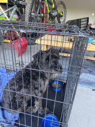 Found/Stray Male Dog last seen 10th street/ Bonner lake rd, Gaffney, SC 29340