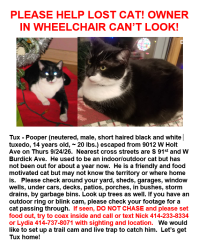 Reunited Male Cat last seen S 91st Street and W Holt Ave, Milwaukee, WI 53227