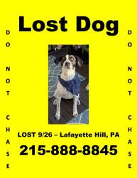 Reunited Female Dog last seen Manor RD & Golf View DR, Lafayette Hill, PA 19444