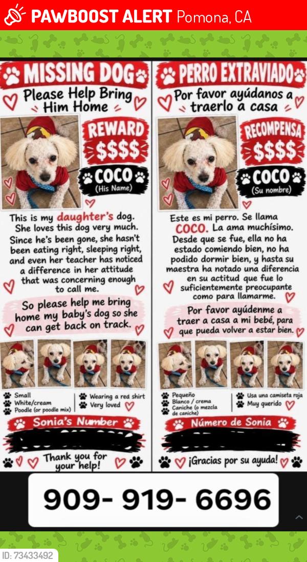 Lost Male Dog last seen Holt y barjud, Pomona, CA 91768