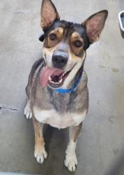 Shelter Stray Male Dog last seen , 14409 Vanowen St, Van Nuys, CA 91405, USA