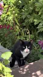 Found/Stray Male Cat last seen Heartland, Mississauga, ON L5R 4G6