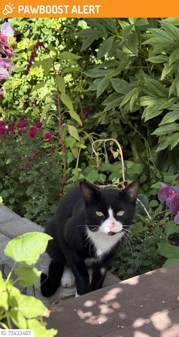 Found/Stray Male Cat last seen Heartland, Mississauga, ON L5R 4G6