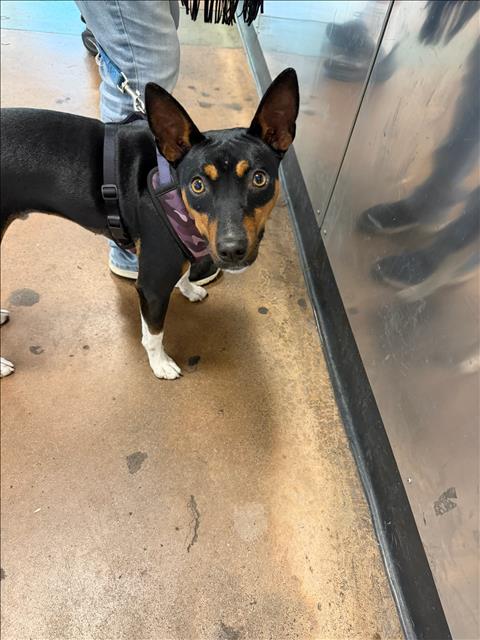 Shelter Stray Male Dog last seen , 14409 Vanowen St, Van Nuys, CA 91405, USA
