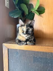 Reunited Female Cat last seen 63rd Ave and Cromwell, Sacramento, CA 95822