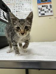 Shelter Stray Male Cat last seen POWDER RIVER PL, 1950 Stevenson Blvd, Fremont, CA 94538, USA