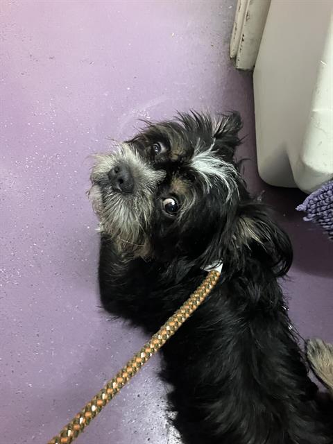 Shelter Stray Male Dog last seen Near BLK PINE AVE, LONG BEACH, CA 90813, 7700 E Spring St, Long Beach, CA 90815, USA