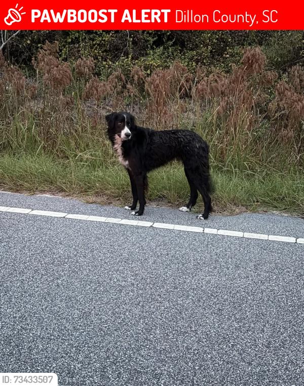 Lost Male Dog last seen Laurin Willis rd clio sc, Dillon County, SC 29525
