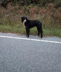 Lost Male Dog last seen Laurin Willis rd clio sc, Dillon County, SC 29525