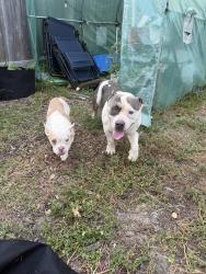 Reunited Male Dog last seen North Meadows subdivision, Willis, TX 77378