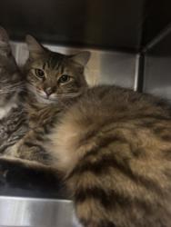 Shelter Stray Male Cat last seen , 1850 W 60th St, Los Angeles, CA 90047, USA