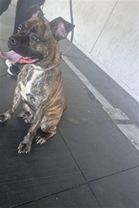 Shelter Stray Male Dog last seen , 1850 W 60th St, Los Angeles, CA 90047, USA