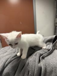 Shelter Stray Female Cat last seen , West Valley Animal Shelter, 20655 Plummer St, Chatsworth, CA 91311, USA
