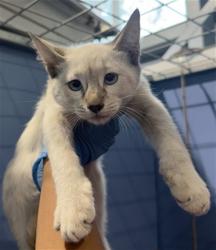 Shelter Stray Female Cat last seen S LILIAC AVE X W MERRILL, 333 Chandler Pl, San Bernardino, CA 92408, USA