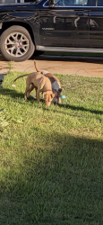 Found/Stray Male Dog last seen Waterfall subdivision, Richland County, SC 29063