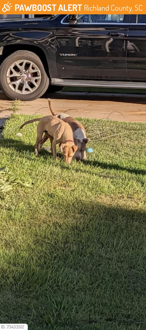 Found/Stray Male Dog last seen Waterfall subdivision, Richland County, SC 29063