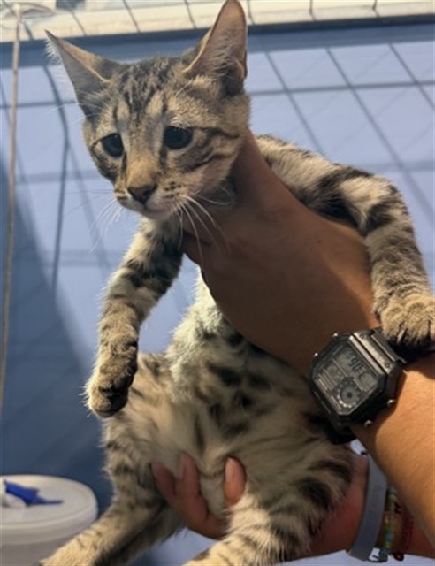 Shelter Stray Male Cat last seen S LILIAC AVE X W MERRILL, 333 Chandler Pl, San Bernardino, CA 92408, USA