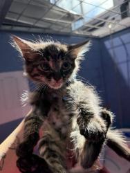 Shelter Stray Male Cat last seen , 333 Chandler Pl, San Bernardino, CA 92408, USA