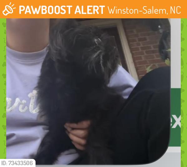 Found/Stray Female Dog last seen Lochurst drive Phafftown, NC, Winston-Salem, NC 27040