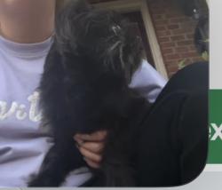 Found/Stray Female Dog last seen Lochurst drive Phafftown, NC, Winston-Salem, NC 27040