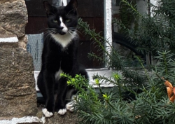 Found/Stray Unknown Cat last seen Wayne & Burnham 19119, Philadelphia, PA 19119