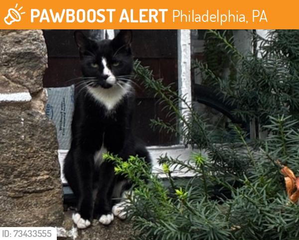 Found/Stray Unknown Cat last seen Wayne & Burnham 19119, Philadelphia, PA 19119