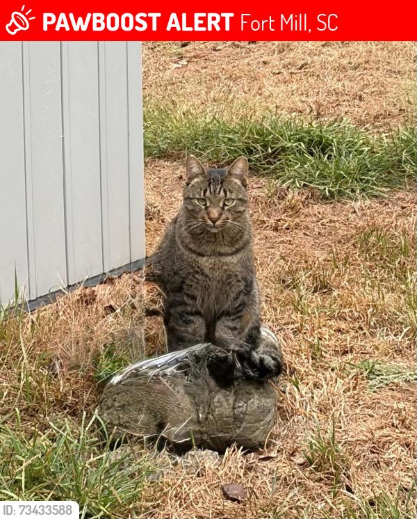 Lost Male Cat last seen Gold Hill Rd, Fort Mill, SC 29708