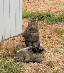 Lost Male Cat last seen Gold Hill Rd, Fort Mill, SC 29708