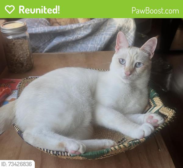 Reunited Male Cat last seen Hibiscus Park neighborhood near US1 and Cove Rd, Stuart, FL 34997