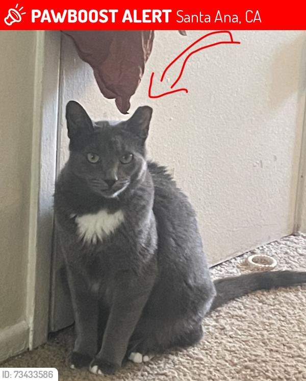 Lost Female Cat last seen Harbor/ Fairview, Santa Ana, CA 92704