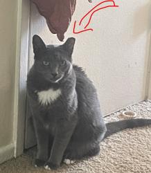 Lost Female Cat last seen Harbor/ Fairview, Santa Ana, CA 92704