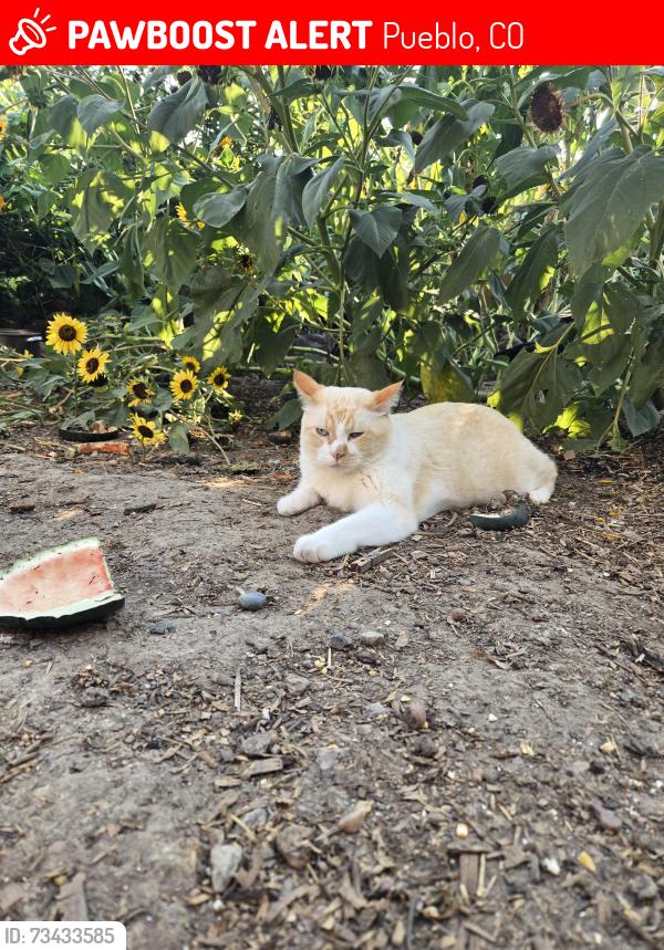 Lost Male Cat last seen South high school, Pueblo, CO 81005