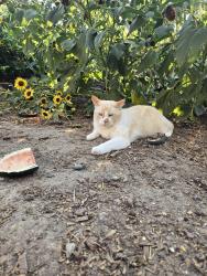 Lost Male Cat last seen South high school, Pueblo, CO 81005