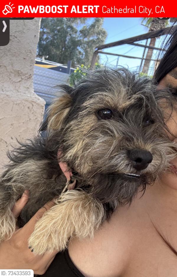 Lost Female Dog last seen San Antonio, Cathedral City, CA 92234