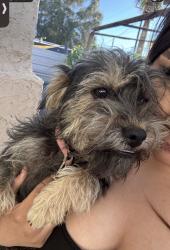 Lost Female Dog last seen San Antonio, Cathedral City, CA 92234