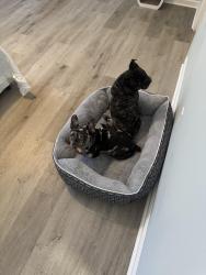 Lost Male Dog last seen Near Ashepoo dr Okatie SC, Okatie, SC 29909